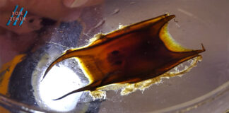 U pulskom akvariju obilježen Svjetski dan zaštite divljih životinja