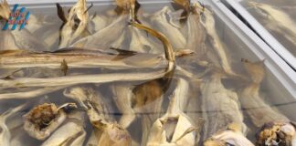 Proizvodnja istarskog bakalara