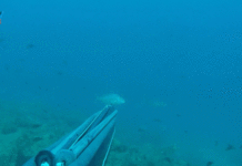 PODVODNI RIBOLOV: Lov na zubaca