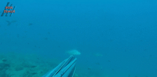 PODVODNI RIBOLOV: Lov na zubaca