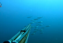 PODVODNI RIBOLOV: Lov na Palamidu