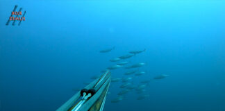 PODVODNI RIBOLOV: Lov na Palamidu