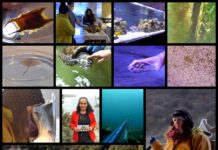 Boje zemlje emisija o moru 06.12.2020.