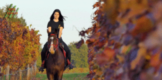 TINJA wine by Emil Perdec: Vina Brčić