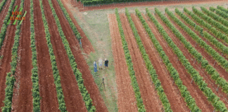 TINJA wine by Emil Perdec: Vina Siljan