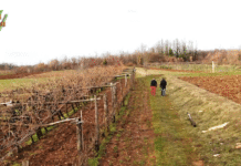 TINJA WINE by Emil Perdec: Mala destilerija Frane