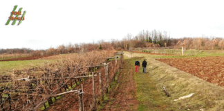 TINJA WINE by Emil Perdec: Mala destilerija Frane