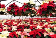 Poljoprivredna emisija Boje zemlje 27.12.2020.