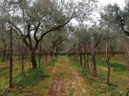 Vinograd u masliniku – tradicionalan nasad Vodnjanštine