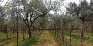 Vinograd u masliniku – tradicionalan nasad Vodnjanštine