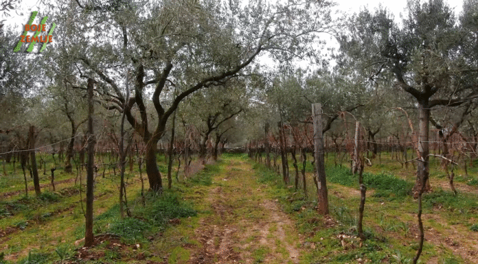 Vinograd u masliniku – tradicionalan nasad Vodnjanštine