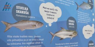 Termofilne vrste riba u našem moru