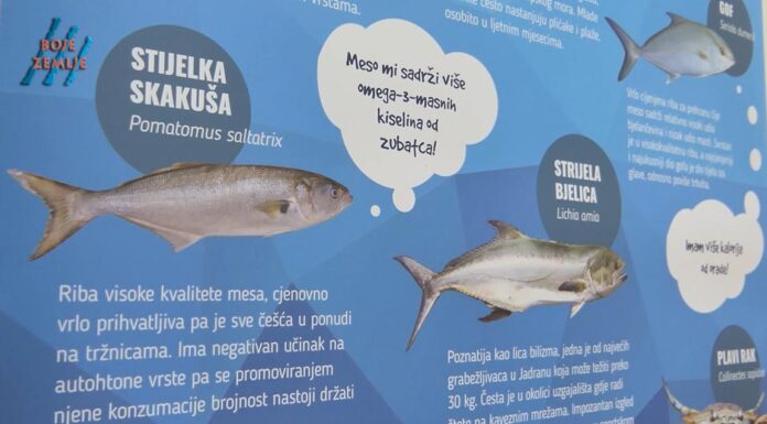 Termofilne vrste riba u našem moru