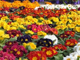 Ukrasite vrt proljetnicama