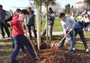 Zasadi stablo, ne budi panj – kolektivna sadnja drveća u Hrvatskoj