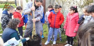 Više od 500 građana prijavilo se za 170 stabala koje Grad Pula donira za sadnju u sklopu akcije Zasadi stablo ne budi panj