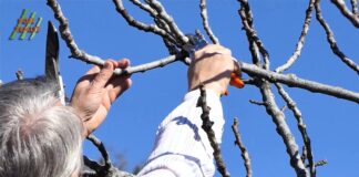 REZIDBA VOĆAKA: Kako orezati smokvu?