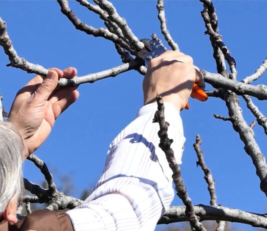 REZIDBA VOĆAKA: Kako orezati smokvu?