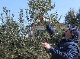 Tečaj rezidbe maslina u Vodnjanu od 26.-28.3.2021.