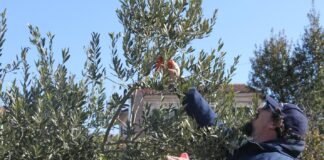Tečaj rezidbe maslina u Vodnjanu od 26.-28.3.2021.
