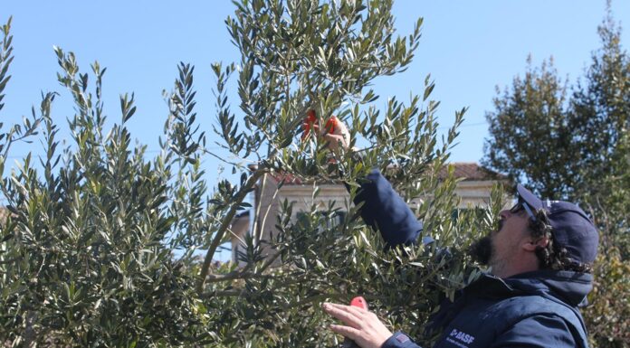 Tečaj rezidbe maslina u Vodnjanu od 26.-28.3.2021.