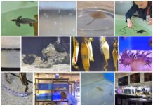 Baby boom u pulskom akvariju; bebe jastozi i kozice, bakalari, raže, male periske i mlada glavata želva…