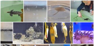 Baby boom u pulskom akvariju; bebe jastozi i kozice, bakalari, raže, male periske i mlada glavata želva…