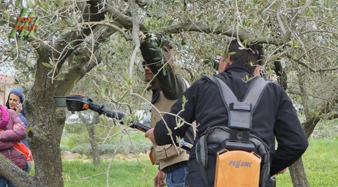 Radionica rezidbe maslina