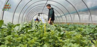 Začinsko i aromatično bilje