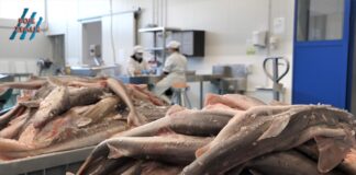 Ribarska zadruga Istra