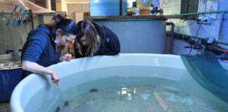 Nagrada Zlatna kuna Aquariumu Pula