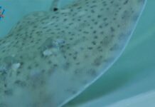 Srećko se vraća kući