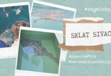 Nakon kratkog boravka u pulskom akvariju, u more pušten Sklat sivac