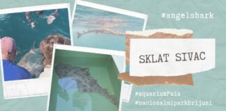 Nakon kratkog boravka u pulskom akvariju, u more pušten Sklat sivac