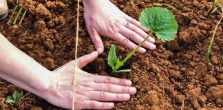 Otvorene prijave za radionice vrtlarstva u Labinu