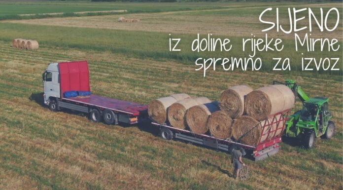 Sijeno iz doline rijeke Mirne spremno za izvoz