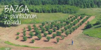 BAZGA u plantažnom nasadu