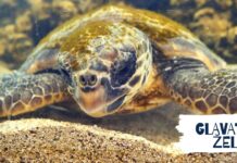 Glavate želve