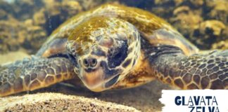 Glavate želve