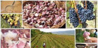 Poljoprivredna emisija Boje zemlje 03.10.2021.