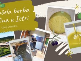 Započela berba maslina u Istri