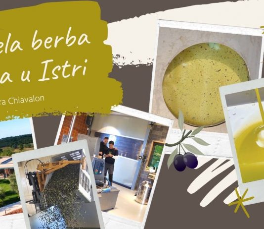 Započela berba maslina u Istri