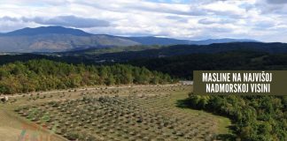 Najviše masline u Istri
