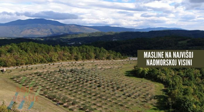 Najviše masline u Istri