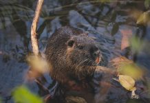 Sve veći broj nutrija u dolini rijeke Mirne