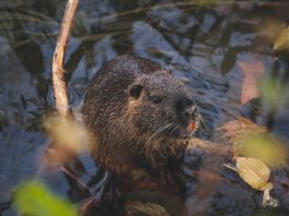 Sve veći broj nutrija u dolini rijeke Mirne