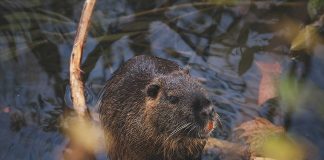 Sve veći broj nutrija u dolini rijeke Mirne