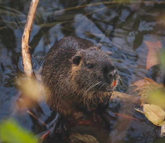 Sve veći broj nutrija u dolini rijeke Mirne