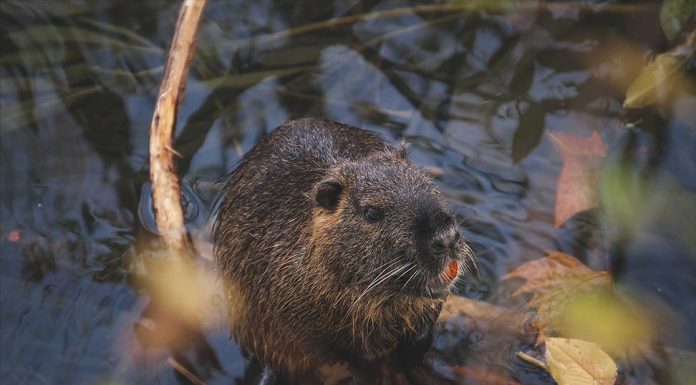 Sve veći broj nutrija u dolini rijeke Mirne