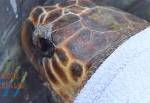 Na pulskoj Verudeli u more vraćene oporavljene glavate želve Ivan i Dančea